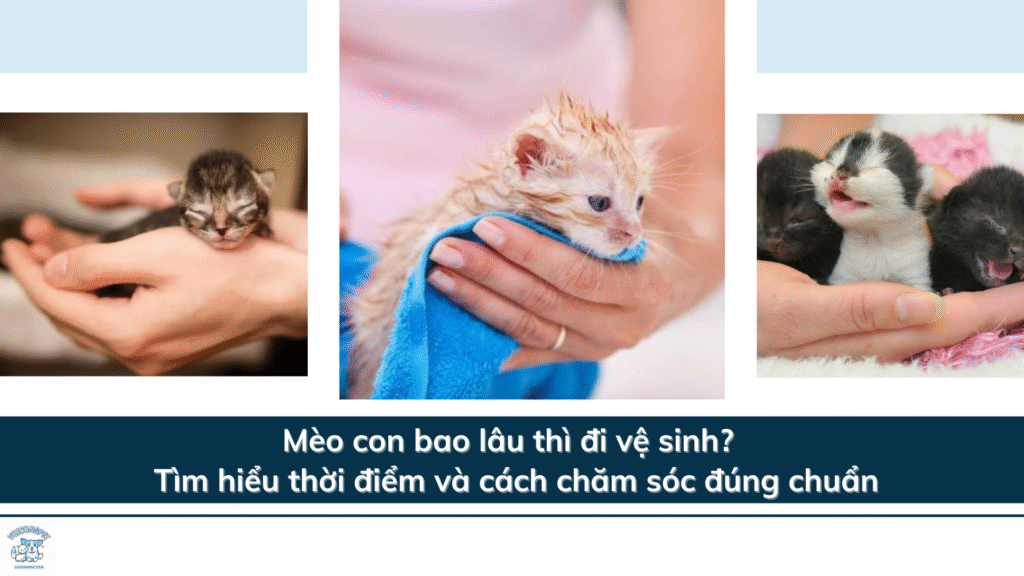 Mèo con bao lâu thì đi vệ sinh? – Tìm hiểu thời điểm và cách chăm sóc đúng chuẩn
