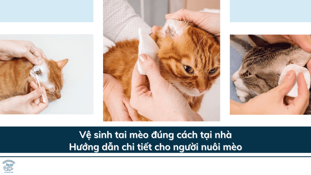 Vệ sinh tai mèo đúng cách tại nhà: Hướng dẫn chi tiết cho người nuôi mèo
