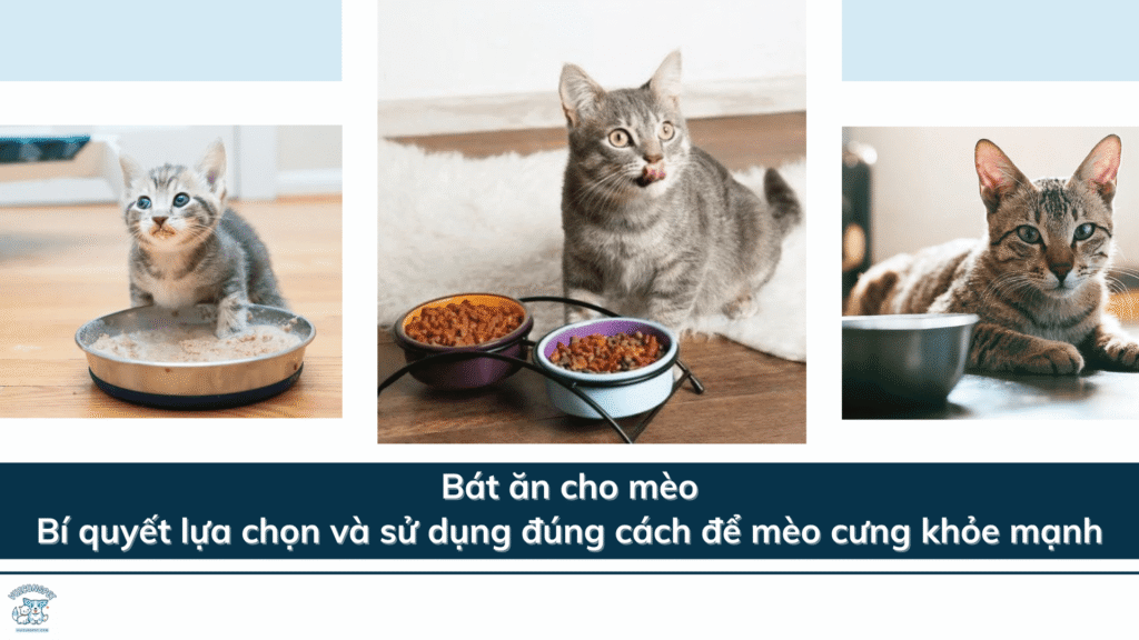 Bát ăn cho mèo – Bí quyết lựa chọn và sử dụng đúng cách để mèo cưng khỏe mạnh