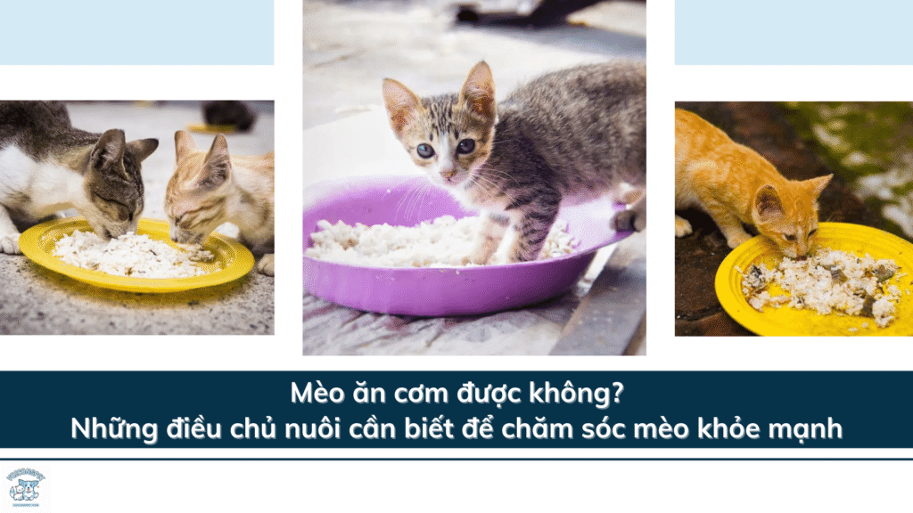 Mèo ăn cơm được không? Những điều chủ nuôi cần biết để chăm sóc mèo khỏe mạnh
