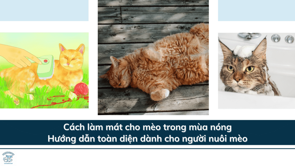 Cách làm mát cho mèo trong mùa nóng: Hướng dẫn toàn diện dành cho người nuôi mèo