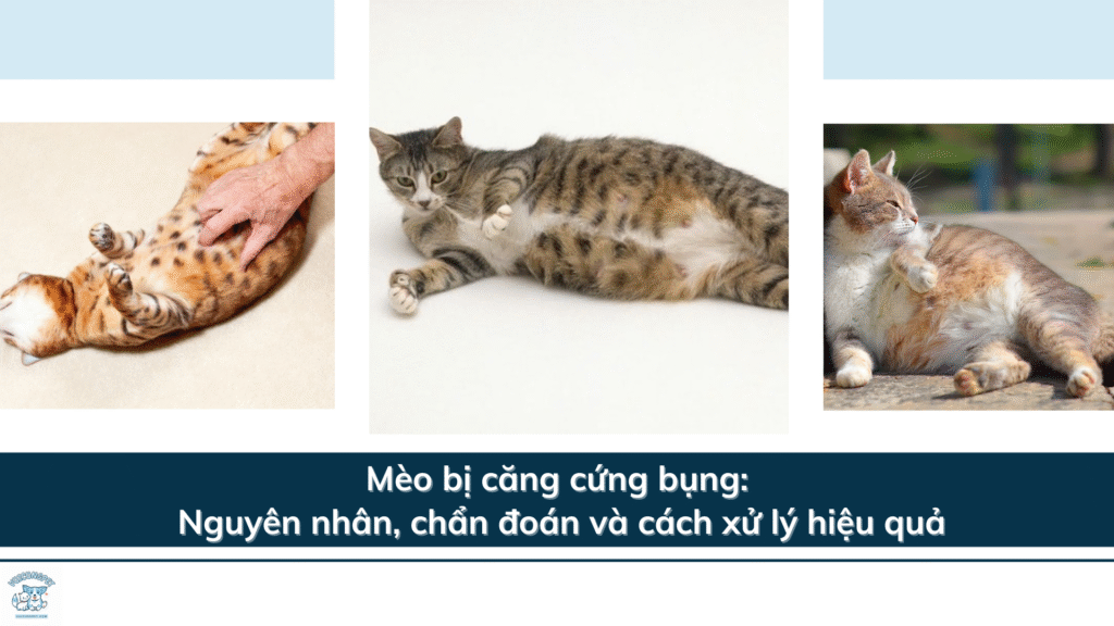 Mèo bị căng cứng bụng: Nguyên nhân, chẩn đoán và cách xử lý hiệu quả