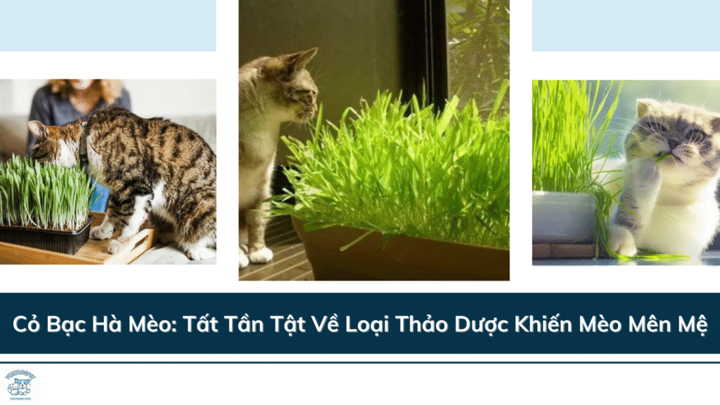 Cỏ Bạc Hà Mèo: Tất Tần Tật Về Loại Thảo Dược Khiến Mèo Mên Mệ