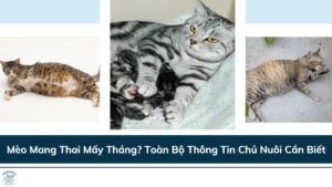 Mèo Mang Thai Mấy Tháng? Toàn Bộ Thông Tin Chủ Nuôi Cần Biết