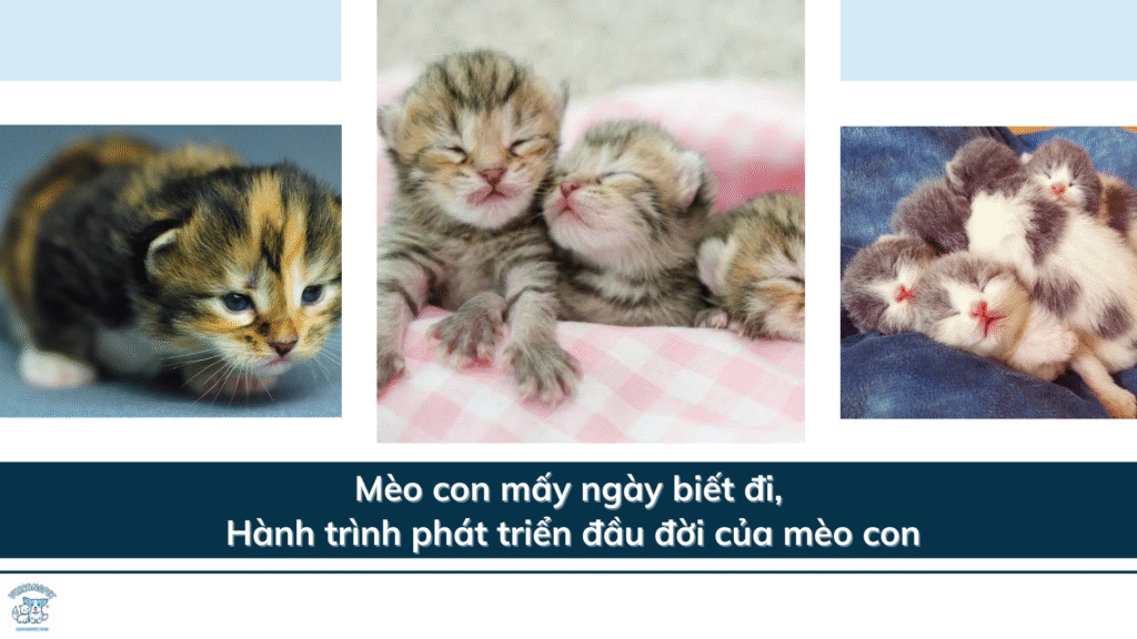 Mèo con mấy ngày biết đi – Hành trình phát triển đầu đời của mèo con