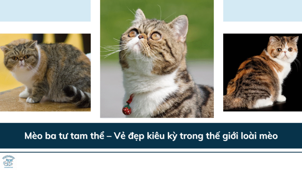 Mèo ba tư tam thể – Vẻ đẹp kiêu kỳ trong thế giới loài mèo