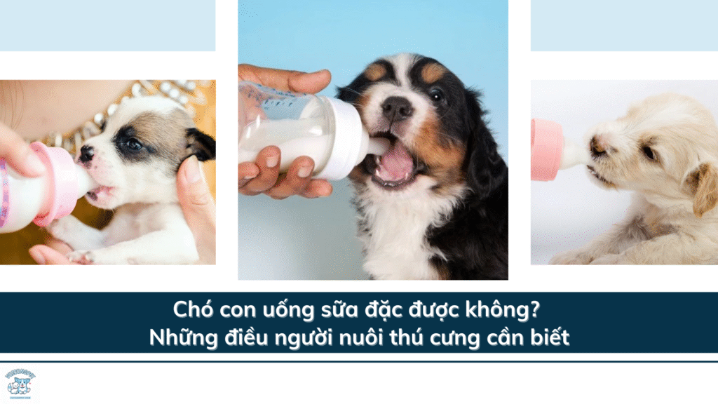 Chó con uống sữa đặc được không? Những điều người nuôi thú cưng cần biết