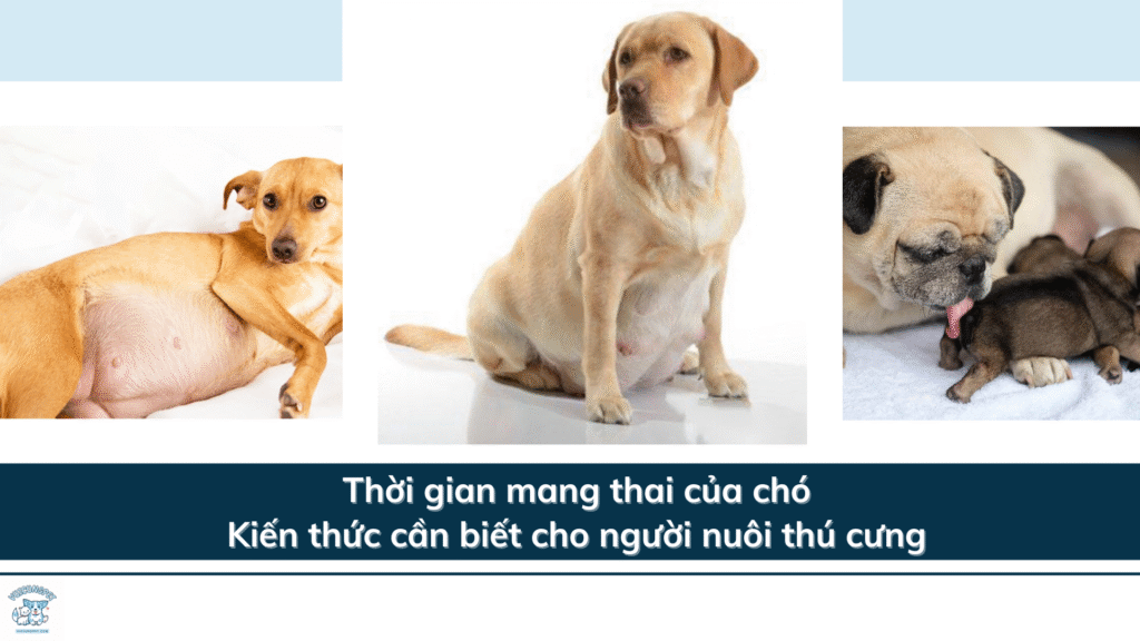 Thời gian mang thai của chó: Kiến thức cần biết cho người nuôi thú cưng