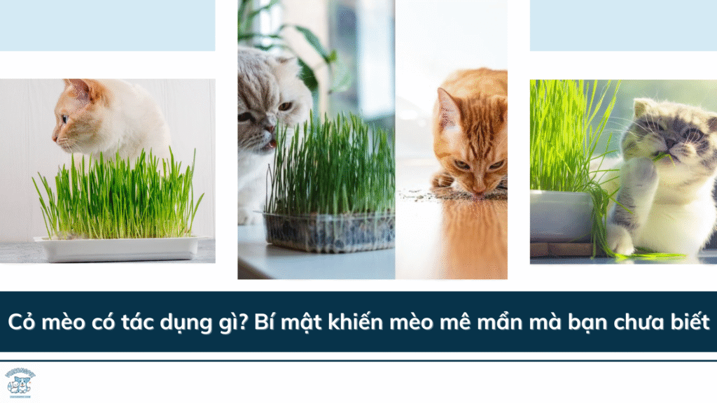 Cỏ mèo có tác dụng gì? Bí mật khiến mèo mê mẩn mà bạn chưa biết