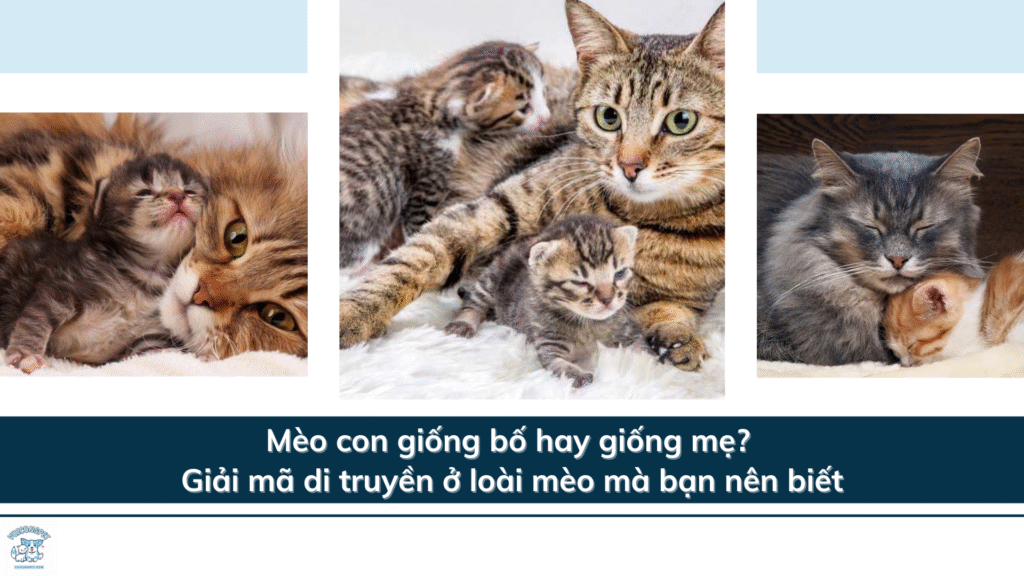 Mèo con giống bố hay giống mẹ? Giải mã di truyền ở loài mèo mà bạn nên biết