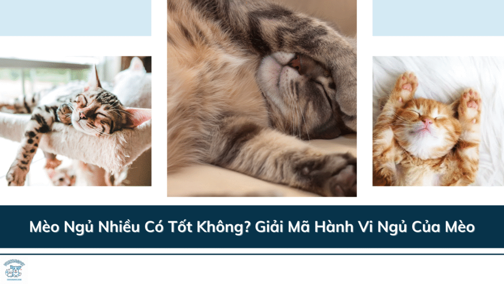 Mèo Ngủ Nhiều Có Tốt Không? Giải Mã Hành Vi Ngủ Của Mèo