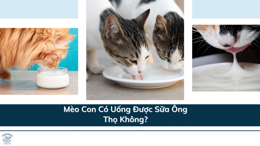 mèo con có uống được sữa ông thọ không