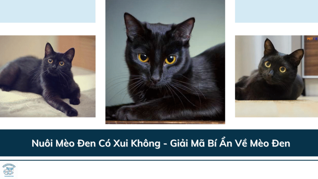 Nuôi Mèo Đen Có Xui Không - Giải Mã Bí Ẩn Về Mèo Đen