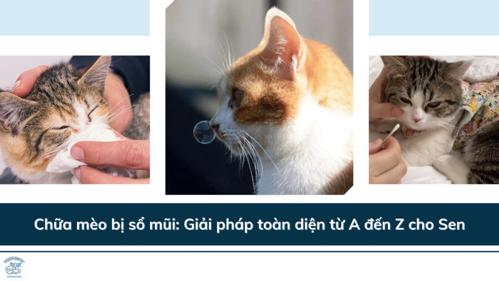 Chữa mèo bị sổ mũi: Giải pháp toàn diện từ A đến Z cho Sen
