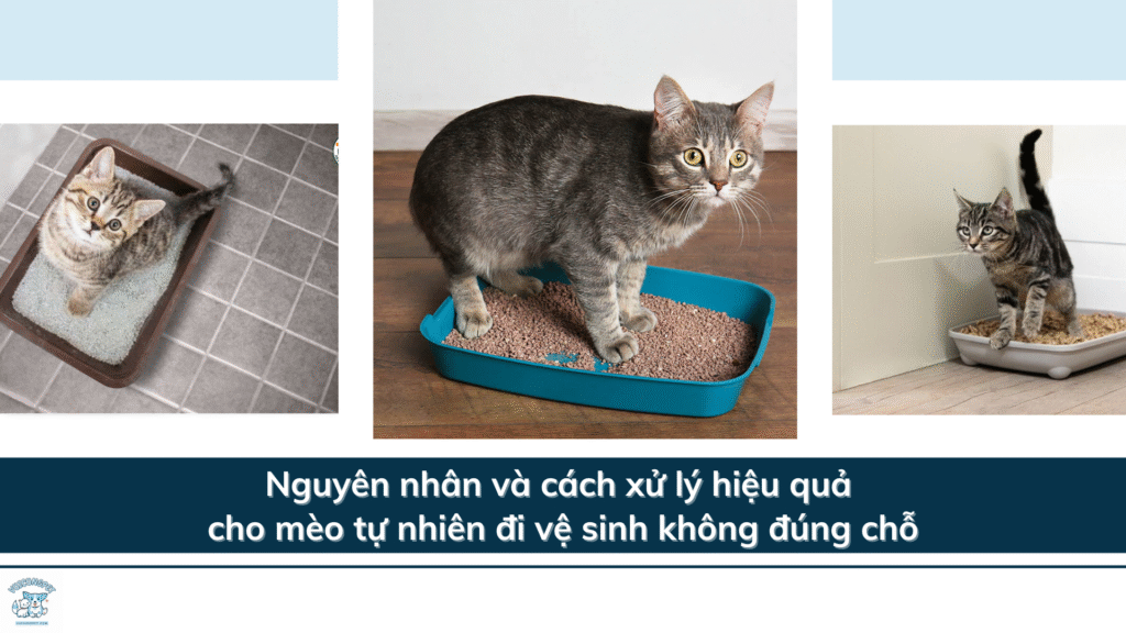 Nguyên nhân và cách xử lý hiệu quả cho mèo tự nhiên đi vệ sinh không đúng chỗ