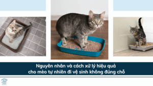 Nguyên nhân và cách xử lý hiệu quả cho mèo tự nhiên đi vệ sinh không đúng chỗ