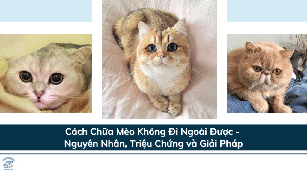 Cách Chữa Mèo Không Đi Ngoài Được - Nguyên Nhân, Triệu Chứng và Giải Pháp