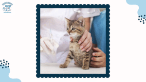 Mắt mèo bị chảy mủ: Nguyên nhân, cách điều trị và phòng ngừa hiệu quả
