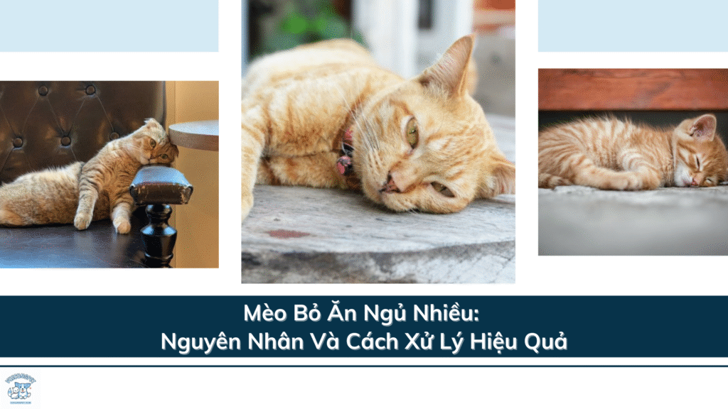 Mèo Bỏ Ăn Ngủ Nhiều: Nguyên Nhân Và Cách Xử Lý Hiệu Quả