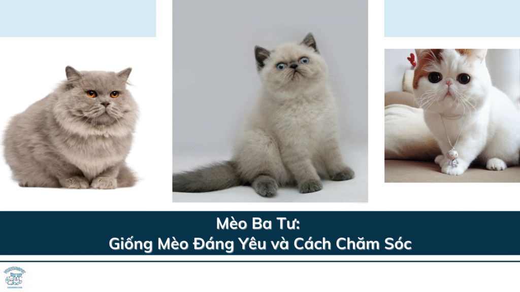 Mèo Ba Tư: Giống Mèo Đáng Yêu và Cách Chăm Sóc