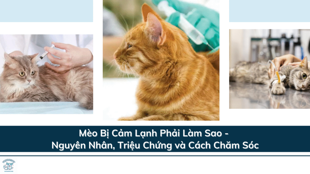 Mèo Bị Cảm Lạnh Phải Làm Sao - Nguyên Nhân, Triệu Chứng và Cách Chăm Sóc