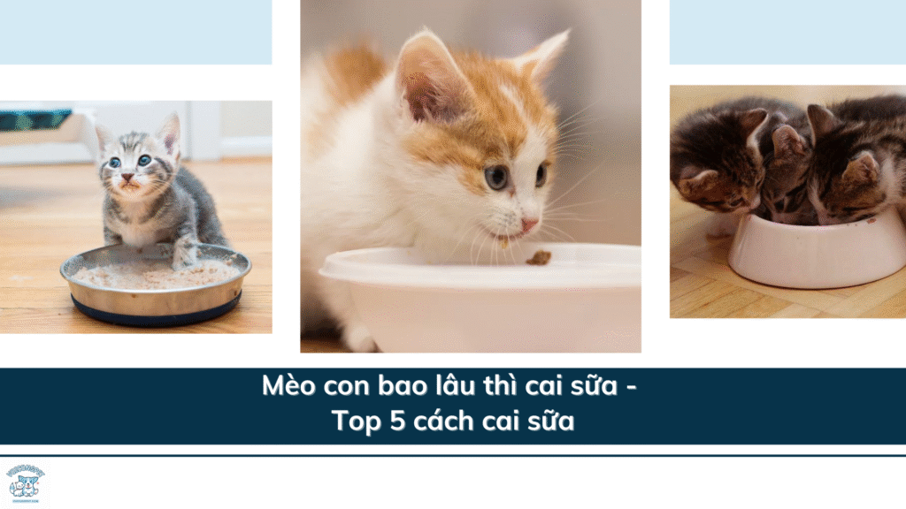 Mèo con bao lâu thì cai sữa - Top 5 cách cai sữa