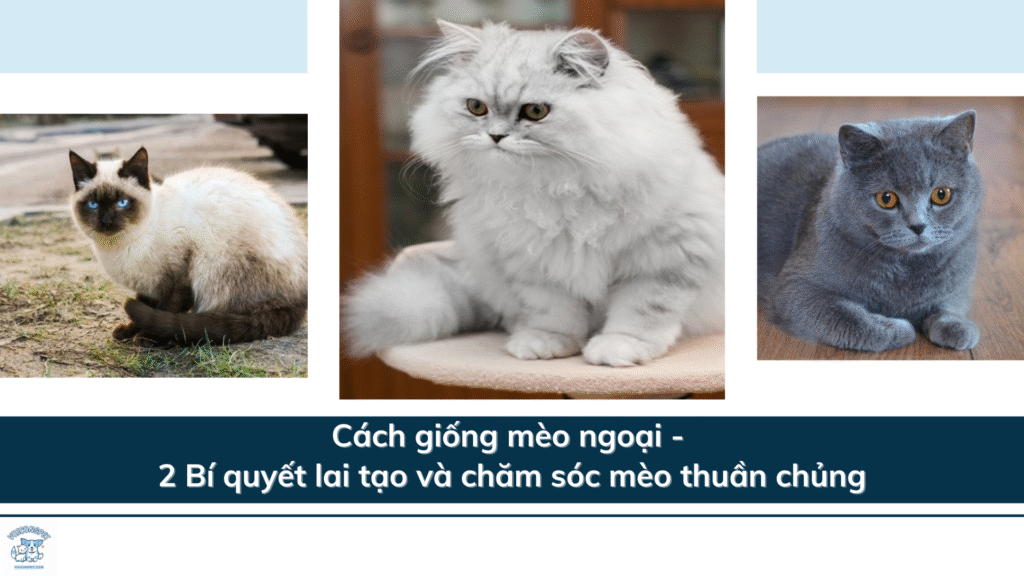 Cách giống mèo ngoại - 2 Bí quyết lai tạo và chăm sóc mèo thuần chủng