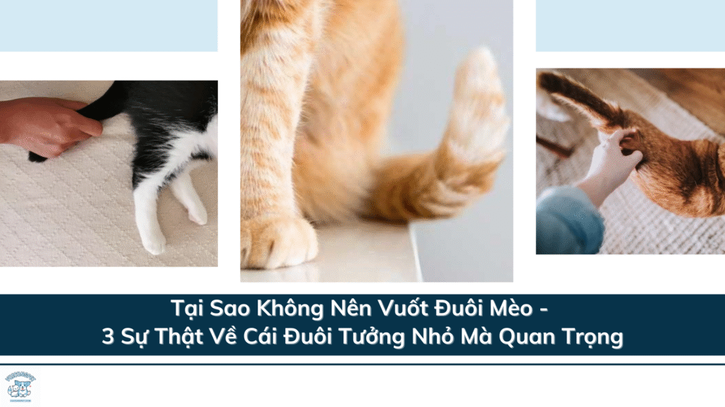 Tại Sao Không Nên Vuốt Đuôi Mèo - 3 Sự Thật Về Cái Đuôi Tưởng Nhỏ Mà Quan Trọng