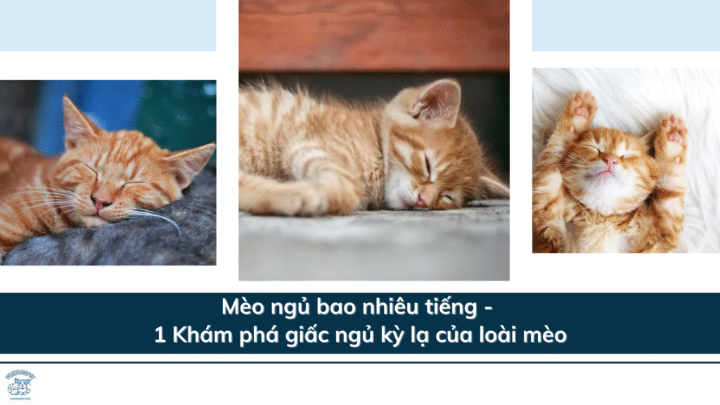 Mèo ngủ bao nhiêu tiếng - 1 Khám phá giấc ngủ kỳ lạ của loài mèo