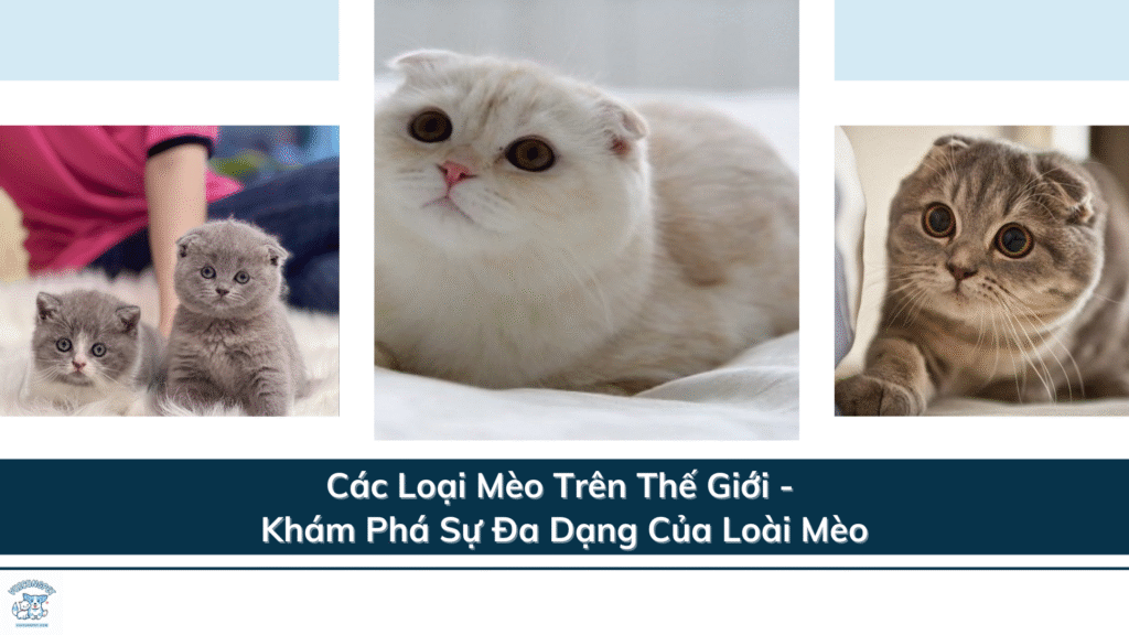 Các Loại Mèo Trên Thế Giới - Khám Phá Sự Đa Dạng Của Loài Mèo