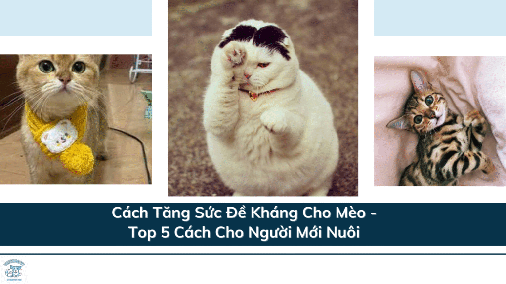 Cách Tăng Sức Đề Kháng Cho Mèo - Top 5 Cách Cho Người Mới Nuôi