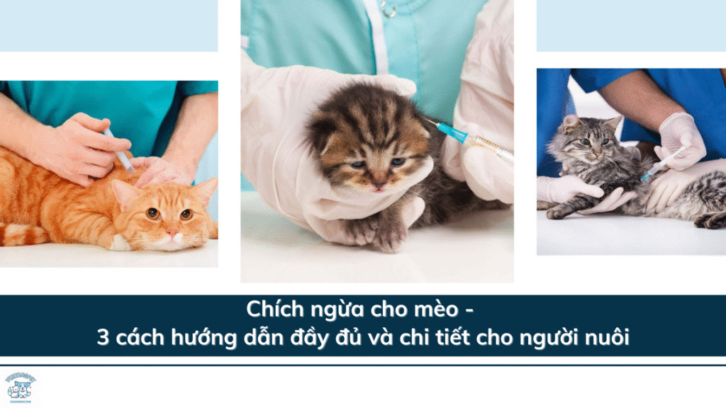 Chích ngừa cho mèo - 3 cách hướng dẫn đầy đủ và chi tiết cho người nuôi