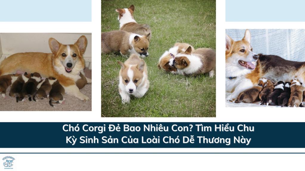 Chó Corgi Đẻ Bao Nhiêu Con - 3 Cách Tìm Hiểu Chu Kỳ Sinh Sản Của Loài Chó Dễ Thương Này
