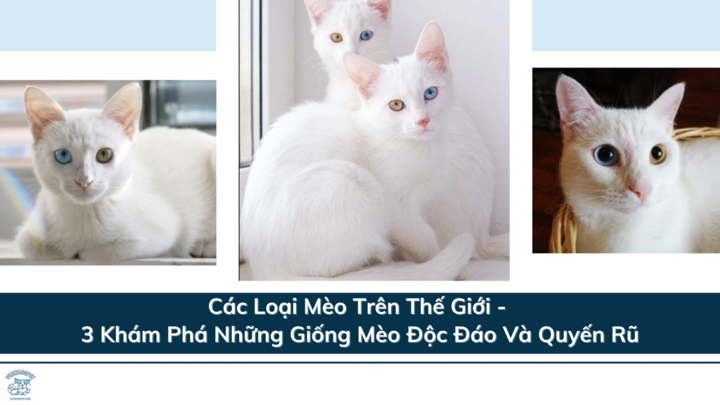 Các Loại Mèo Trên Thế Giới - 3 Khám Phá Những Giống Mèo Độc Đáo Và Quyến Rũ