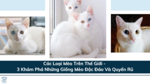 Các Loại Mèo Trên Thế Giới - 3 Khám Phá Những Giống Mèo Độc Đáo Và Quyến Rũ