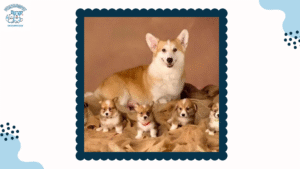 Chó Corgi Đẻ Bao Nhiêu Con - 3 Cách Tìm Hiểu Chu Kỳ Sinh Sản Của Loài Chó Dễ Thương Này