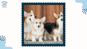 Chó Corgi Đẻ Bao Nhiêu Con - 3 Cách Tìm Hiểu Chu Kỳ Sinh Sản Của Loài Chó Dễ Thương Này