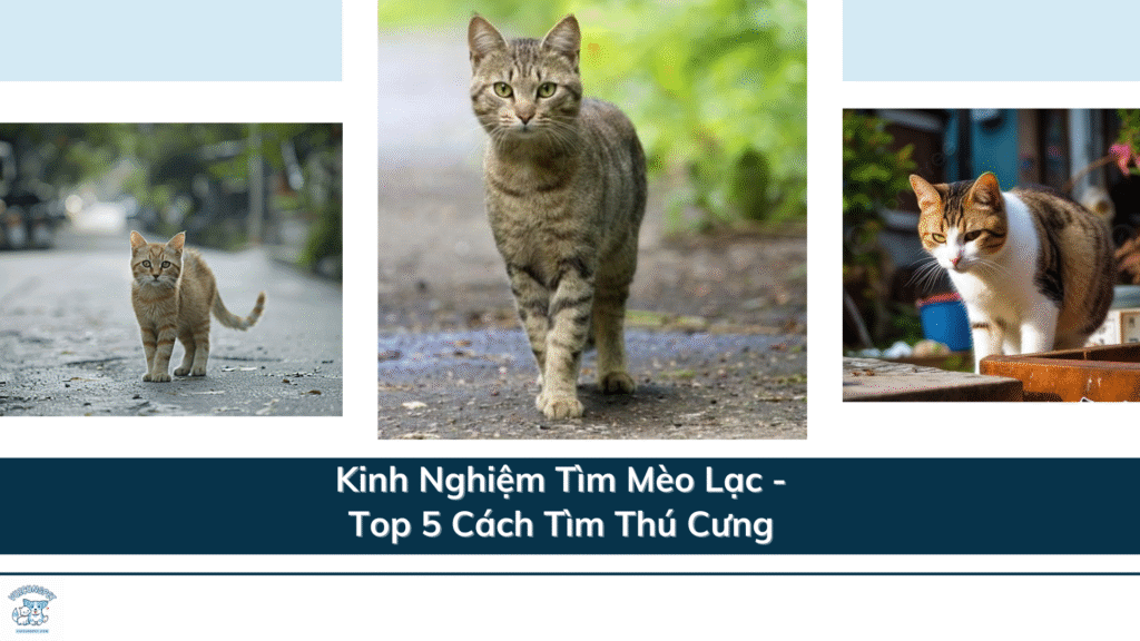 kinh nghiệm tìm mèo lạc