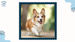 Chó Corgi Đẻ Bao Nhiêu Con - 3 Cách Tìm Hiểu Chu Kỳ Sinh Sản Của Loài Chó Dễ Thương Này