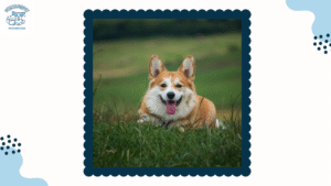 Chó Corgi Đẻ Bao Nhiêu Con - 3 Cách Tìm Hiểu Chu Kỳ Sinh Sản Của Loài Chó Dễ Thương Này