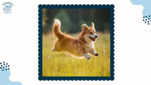 Chó Corgi Đẻ Bao Nhiêu Con - 3 Cách Tìm Hiểu Chu Kỳ Sinh Sản Của Loài Chó Dễ Thương Này