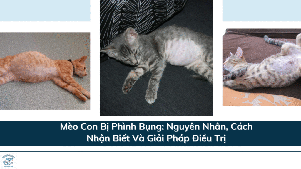 Mèo Con Bị Phình Bụng - 2 Nguyên Nhân, Cách Nhận Biết Và Giải Pháp Điều Trị