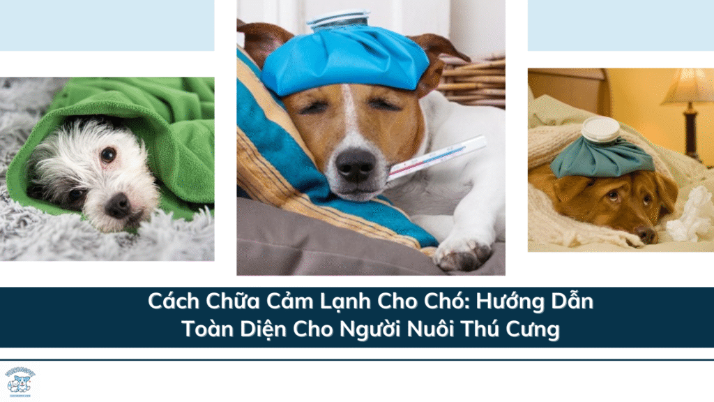 Cách Chữa Cảm Lạnh Cho Chó - 2 Cách Hướng Dẫn Toàn Diện Cho Người Nuôi Thú Cưng