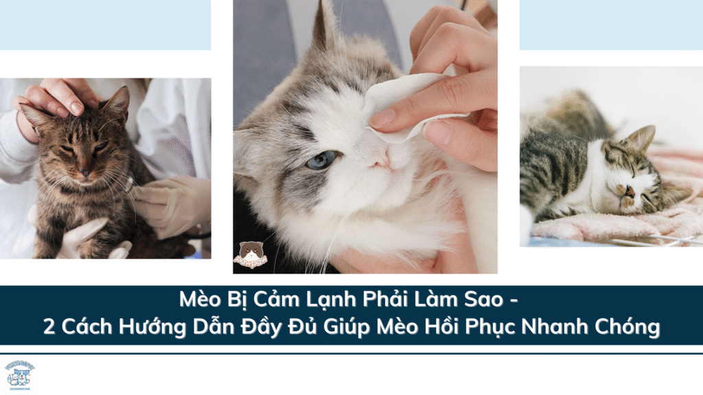 Mèo Bị Cảm Lạnh Phải Làm Sao - 2 Cách Hướng Dẫn Đầy Đủ Giúp Mèo Hồi Phục Nhanh Chóng