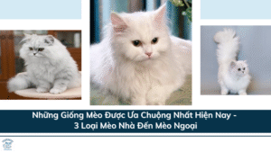 Những Giống Mèo Được Ưa Chuộng Nhất Hiện Nay - 3 Loại Mèo Nhà Đến Mèo Ngoại