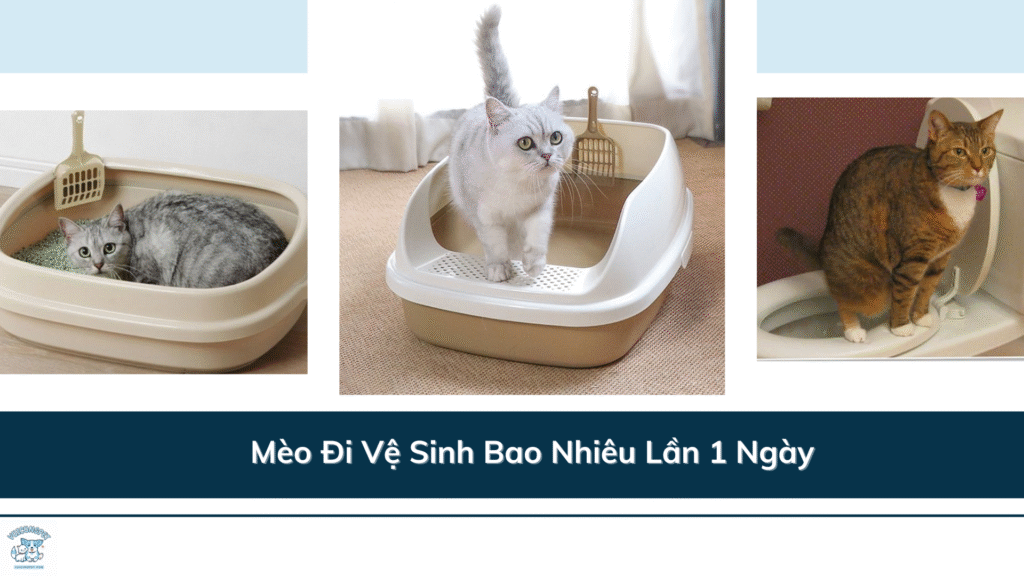 Mèo Đi Vệ Sinh Bao Nhiêu Lần 1 Ngày