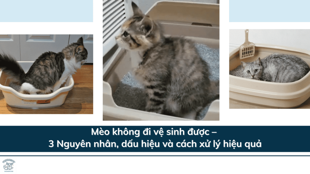 Mèo không đi vệ sinh được – 3 Nguyên nhân, dấu hiệu và cách xử lý hiệu quả