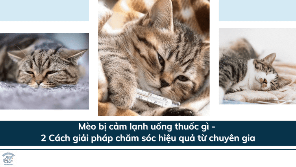 Mèo bị cảm lạnh uống thuốc gì - 2 Cách giải pháp chăm sóc hiệu quả từ chuyên gia