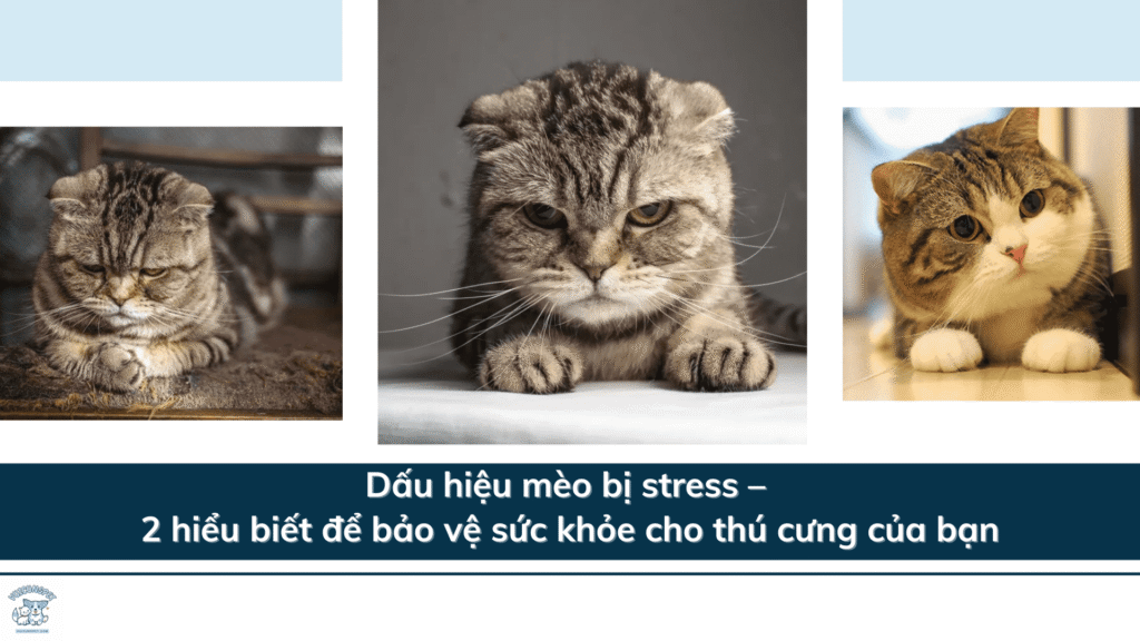 Dấu hiệu mèo bị stress – 2 hiểu biết để bảo vệ sức khỏe cho thú cưng của bạn