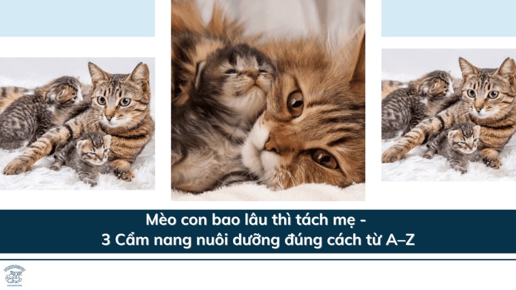 Mèo con bao lâu thì tách mẹ - 3 Cẩm nang nuôi dưỡng đúng cách từ A–Z